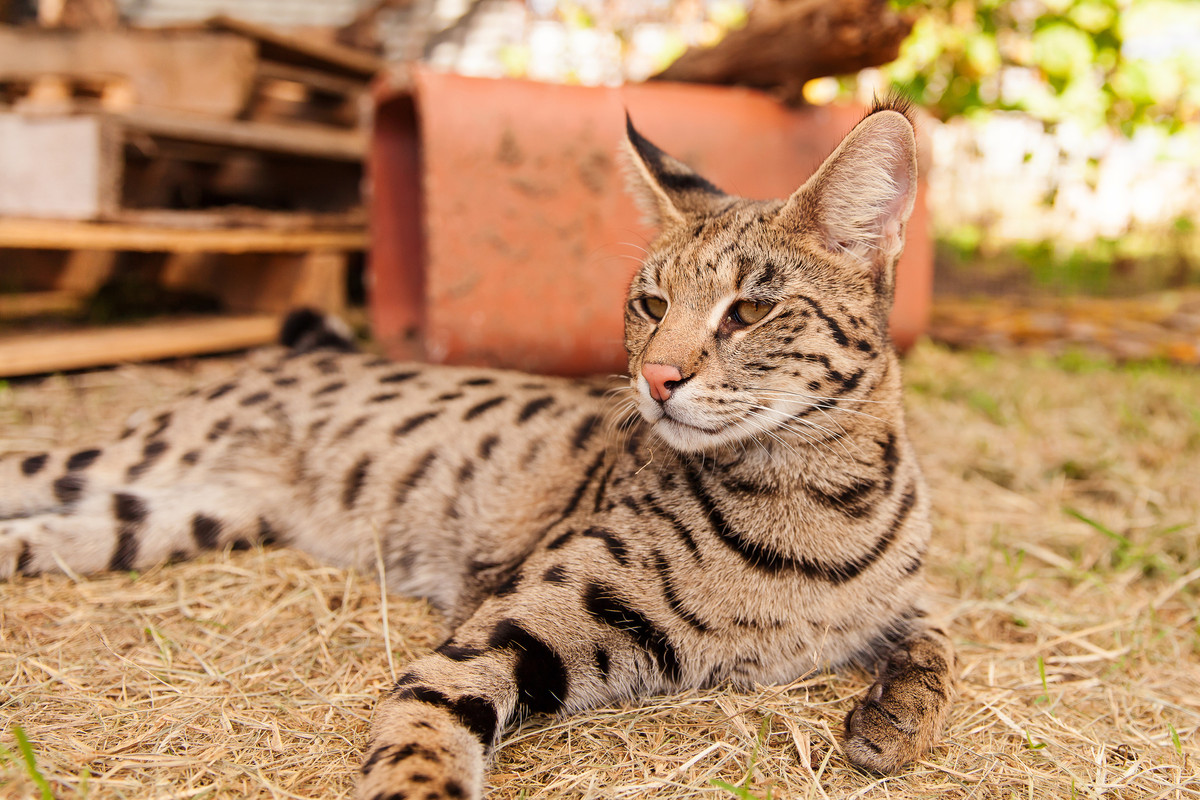 F1 Savannah Cat