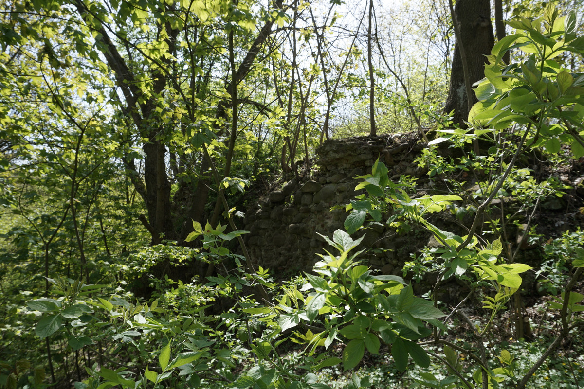 20.03 - DSC07990 (zbychowiec)