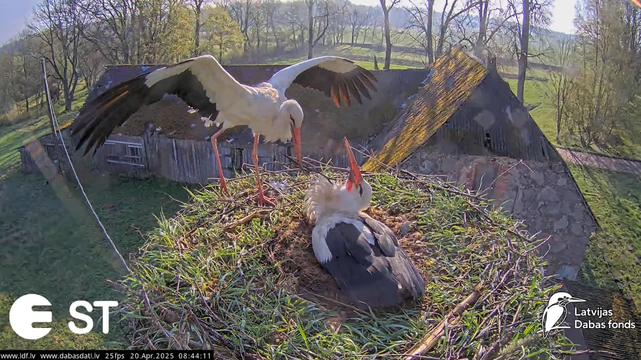 (41) Baltie stārķi (Ciconia ciconia) Tukuma novadā __ White storks in Tukums, Latvia - YouTube - 814