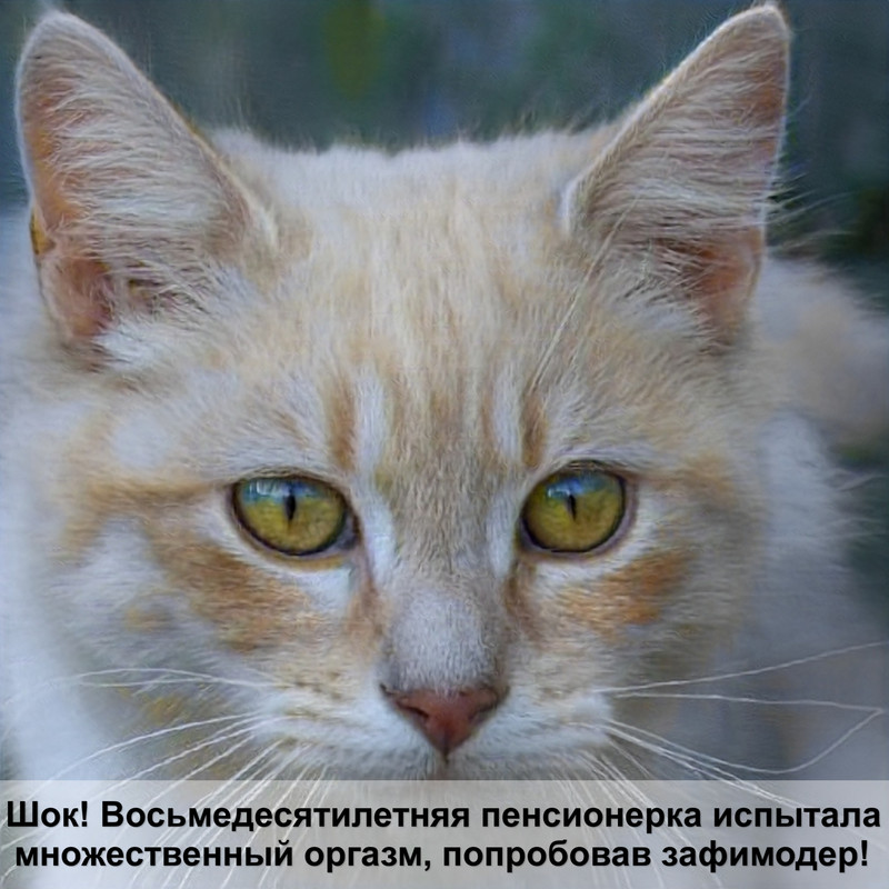 окрас красный мрамор кошка