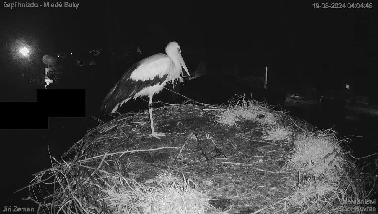 Tiešraides kamera — Mladé Buky — stārķa ligzda 4-58-50 screenshot