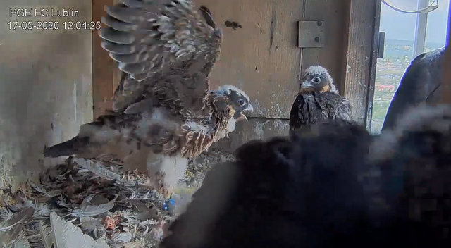 PGE Lublin. Male Łupek (8 A - 2013) & Female WROTKA (4 AB - 2014) - Pagina 3 Przechwytywanie-w-trybie-pe-noekranowym-17-05-2020-120453