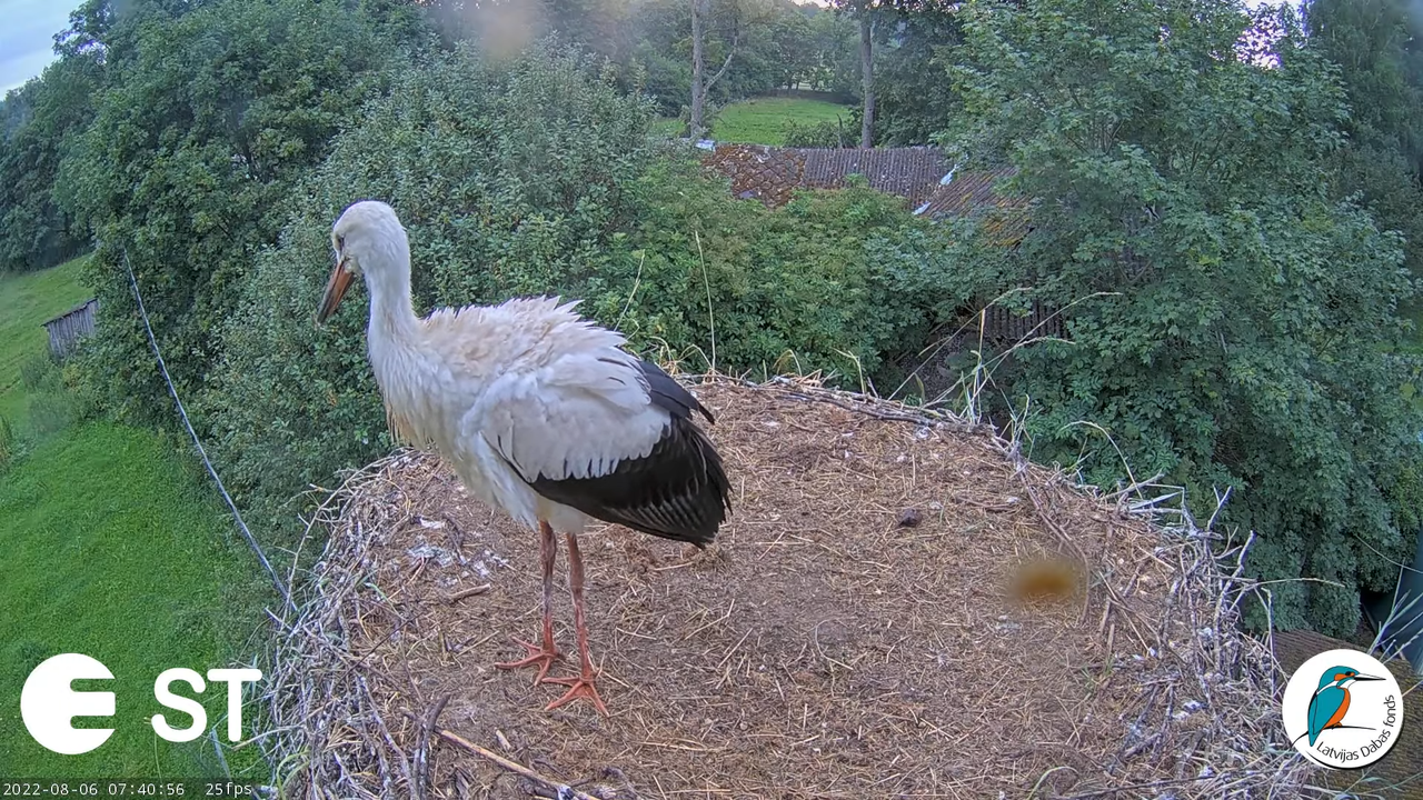 Baltie stārķi (Ciconia ciconia) Tukuma novadā - LDF tiešraide __ White storks in Tukums, Latvia 9-36