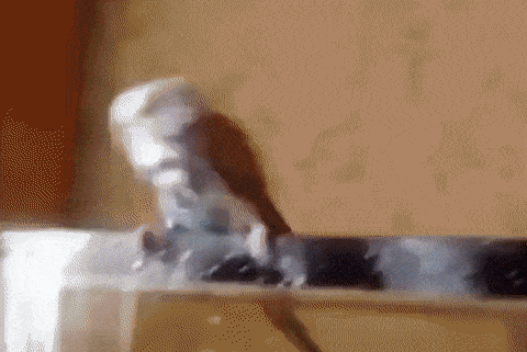 daily-gifdump-3425-04.gif
