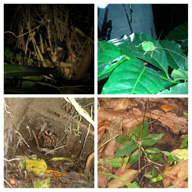 DÍA 7:  ARENAL - MONTEVERDE - COSTA RICA 2012 (Luna de miel) (4)