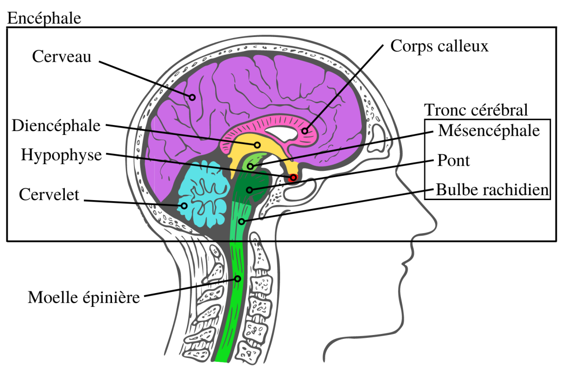Facebook_Schema-anatomie_SNC_Fig1-1-1170x764