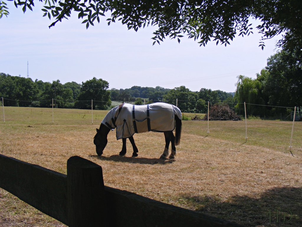 Horse-2-epp-grn-HD.jpg