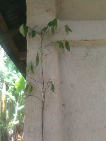 nairem tree (3)