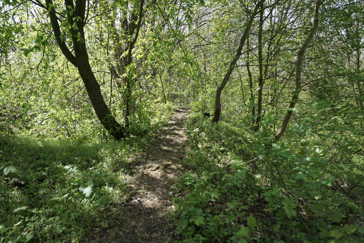 20.01 - DSC07988 (zbychowiec)