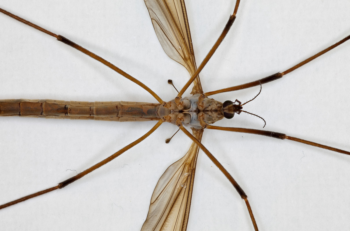 tipula_macro_ventraletete_1sur1UHD