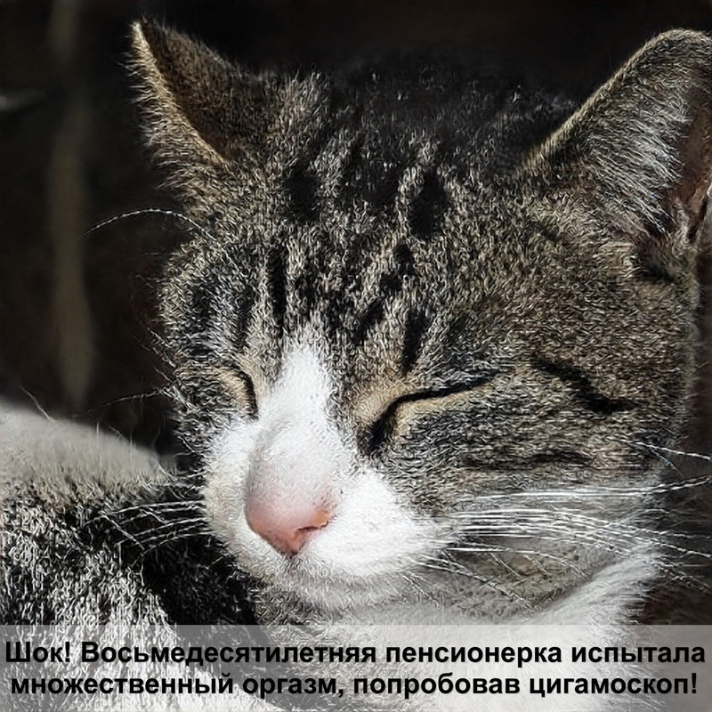 красивые окрасы кошек