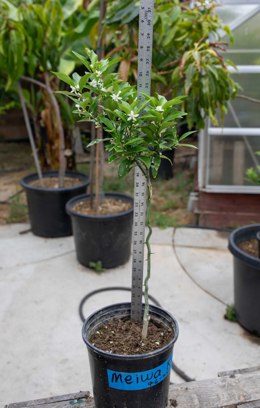8U1A3440  Meiwa Kumkuat Tree on FD - Measured (6-9-2025)