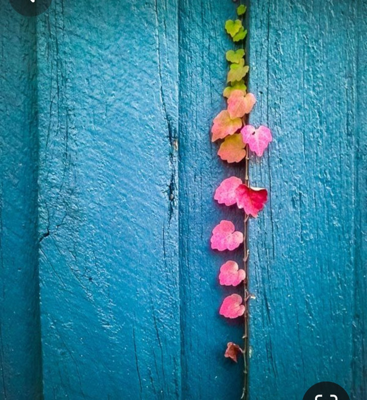 Screenshot_20240214_175546_Pinterest