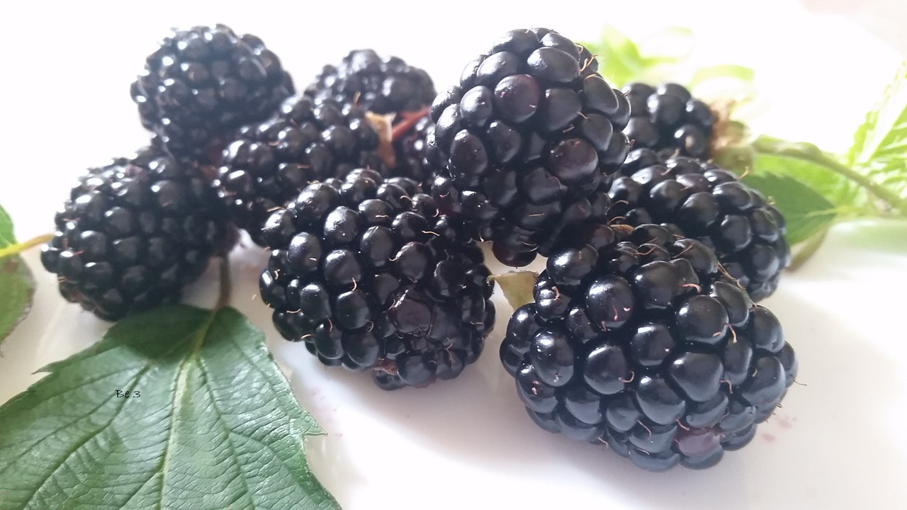 [Image: blackberries.jpg]