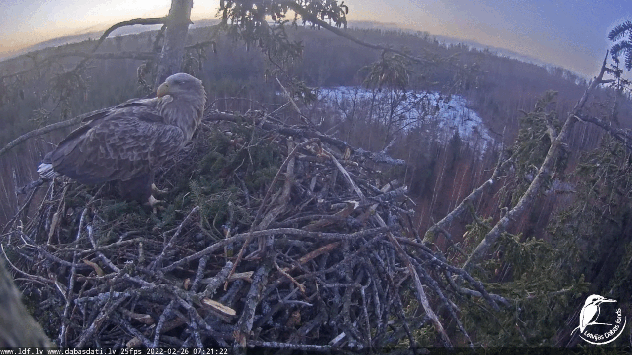 Webp.net-gifmaker (3)