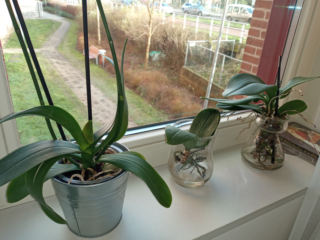 [Image: 20210112-150641.jpg]