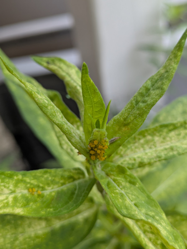 milkweed aphids