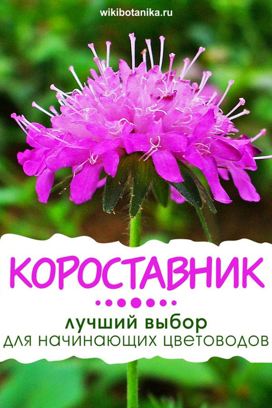 Полезные свойства короставника как использовать цветок в народной медицине.