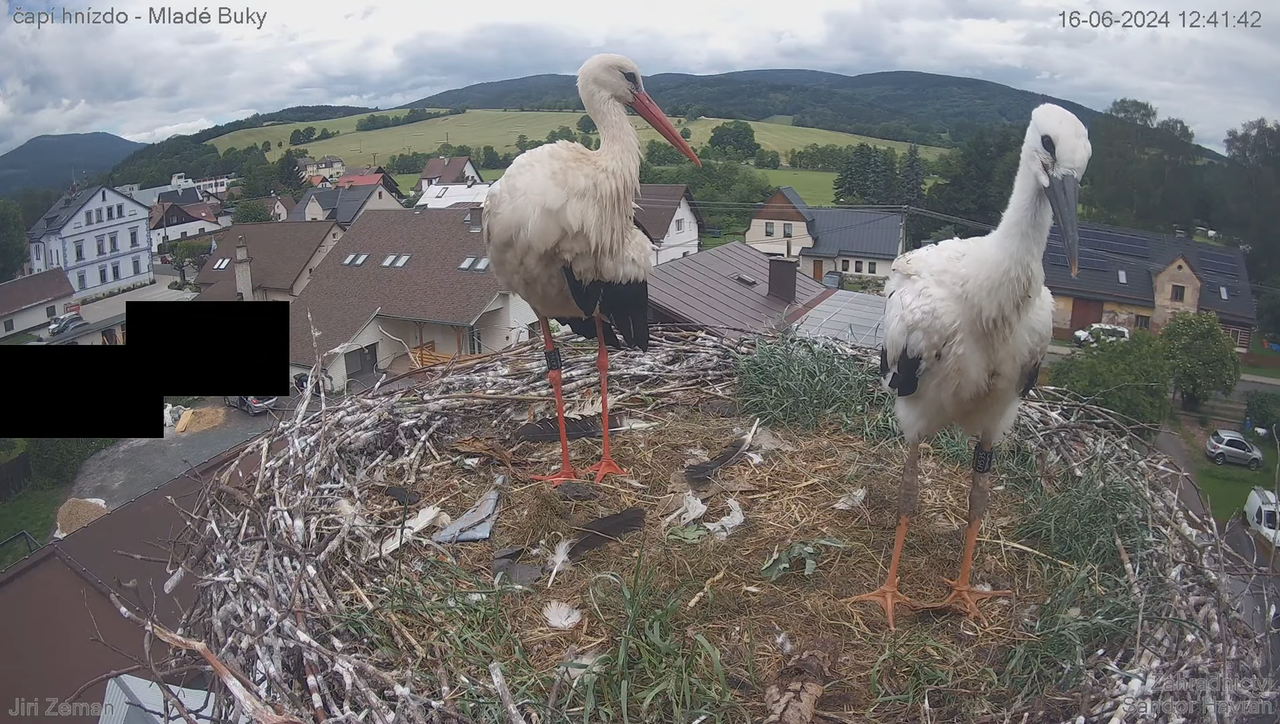 Tiešraides kamera — Mladé Buky — stārķa ligzda 12-34-58 screenshot