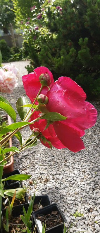 IMG_20210615_103718466