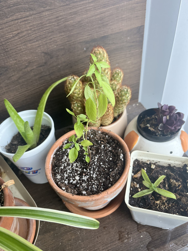 a baby tulsi plant in a 3 inch terracotta pot. other plants are visible in the background, including a baby campfire plant, a sand rose, a ladyfinger cactus, an aloe vera, and one leaf of a spider plant offscreen to the left