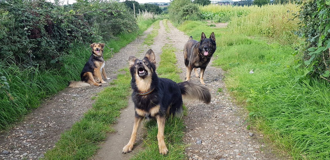 Hoog Sammie kijk omhoog Sammie - Een Hondenleven
