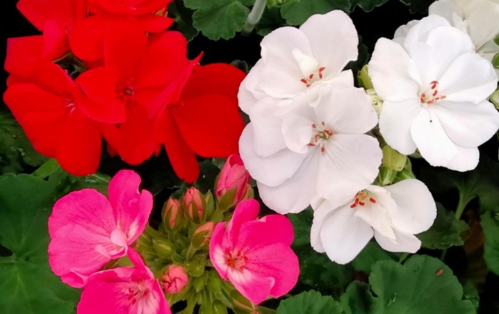 ¿Cómo cultivar un malvón en mi jardín casero?