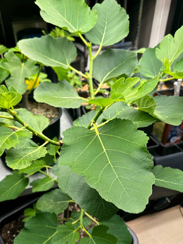 figs-789.jpg