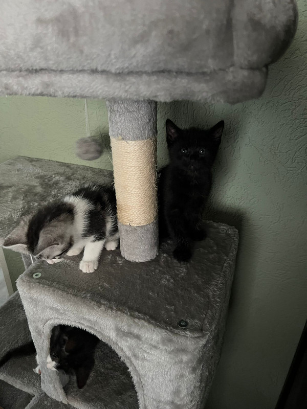 Gizmo-en-Elvis.jpg