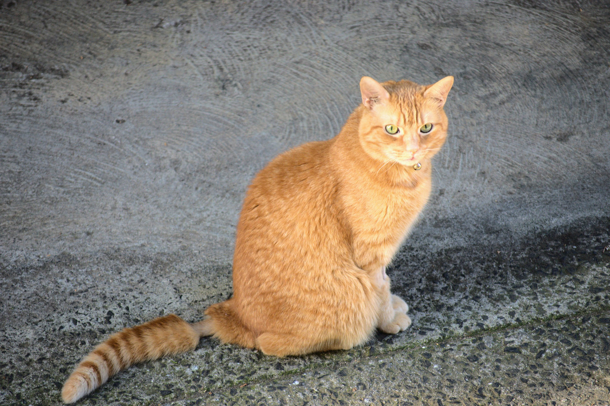 DSC-0017.jpg
