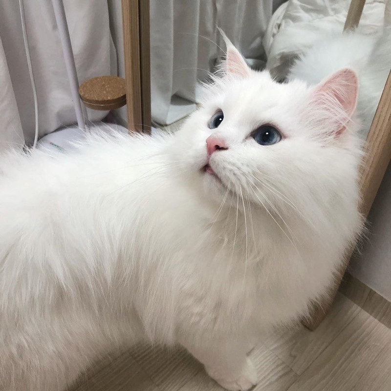 ไข่ตุ๋น