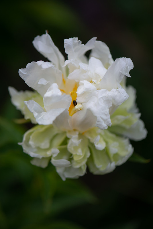 IMG-56cec40ed8dbd5d317839658992a1b5a-V