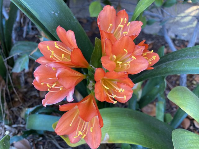 [Image: A0880-E2-D-7-EE6-41-A6-B50-A-CE5-B98371-F76.jpg]