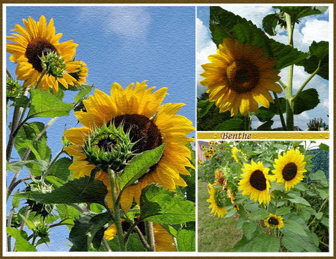 Blog-zonnenbloemen-familie