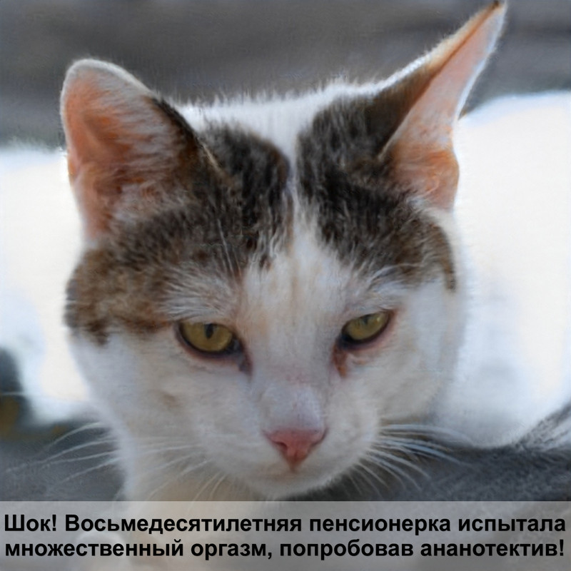 бельмо на глазу у кошки