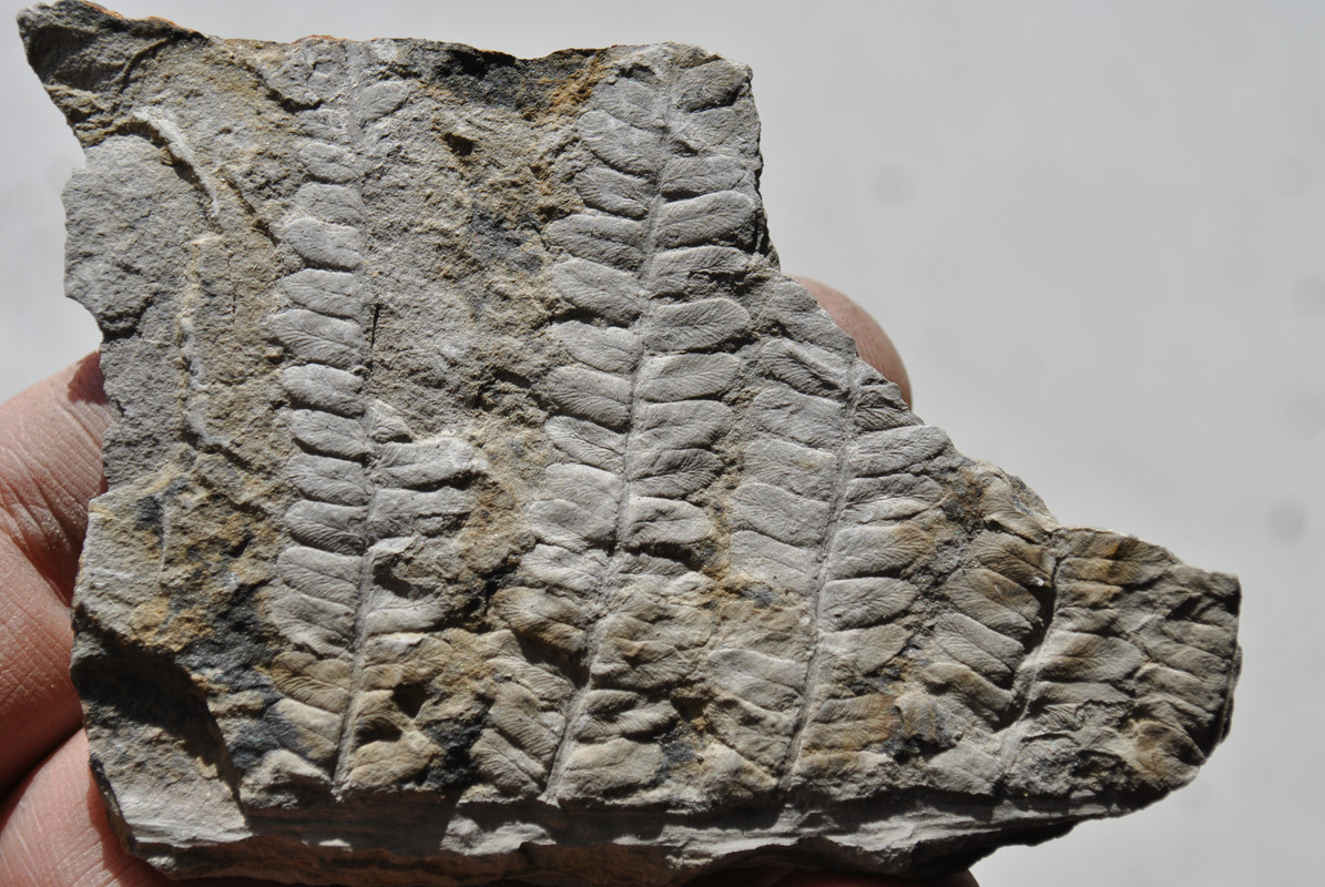Ayuda a identificación de helecho fosil. DSC-lillo-1