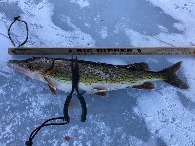 Pickerel