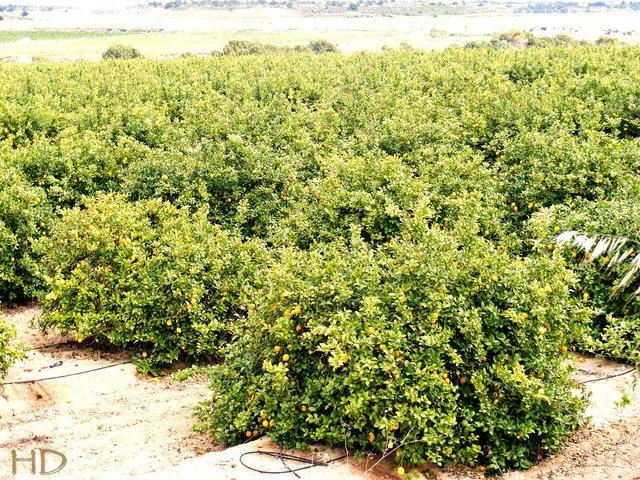 Spain-orange-groves-HD.jpg