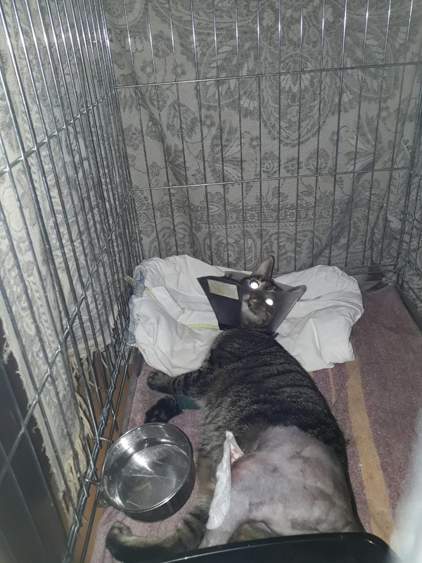 изображение_viber_2020-02-08_14-36-12