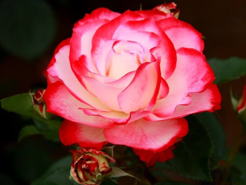 pretty-rose.jpg