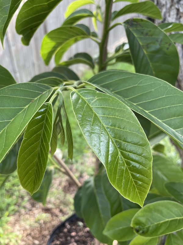 D30FF656-B3B1-4A22-A10D-202B95B7B9DD