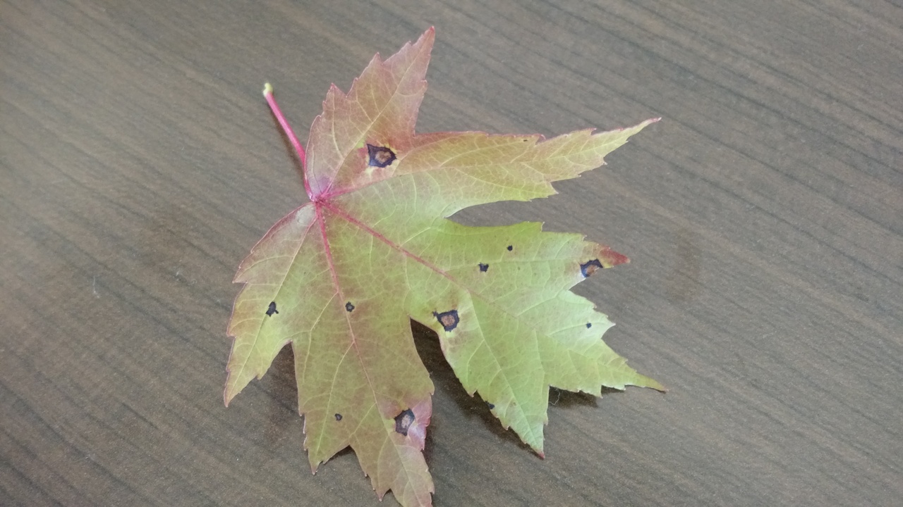 IMG_20160702_110742419