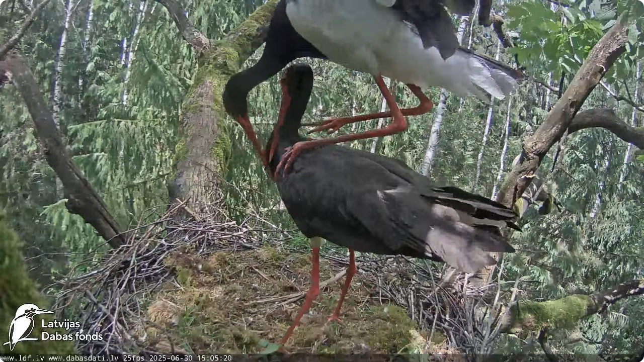 Screenshot 2025-06-30 at 20-29-03 Melnais stārķis (Ciconia nigra) Ogres novadā - LDF tiešraide - You