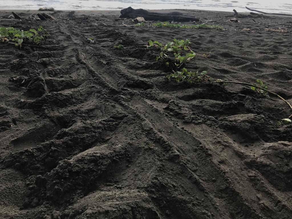 DIA 4: PRIMER DÍA EN PUERTO VIEJO - DE TORTUGAS Y PEREZOSOS. COSTA RICA 2019 (3)