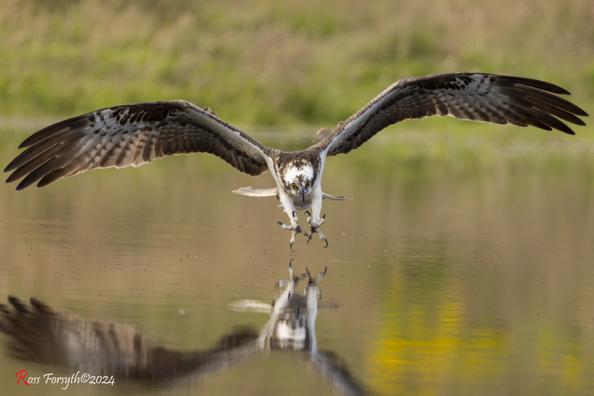 20240727-_5RF9456-CR3