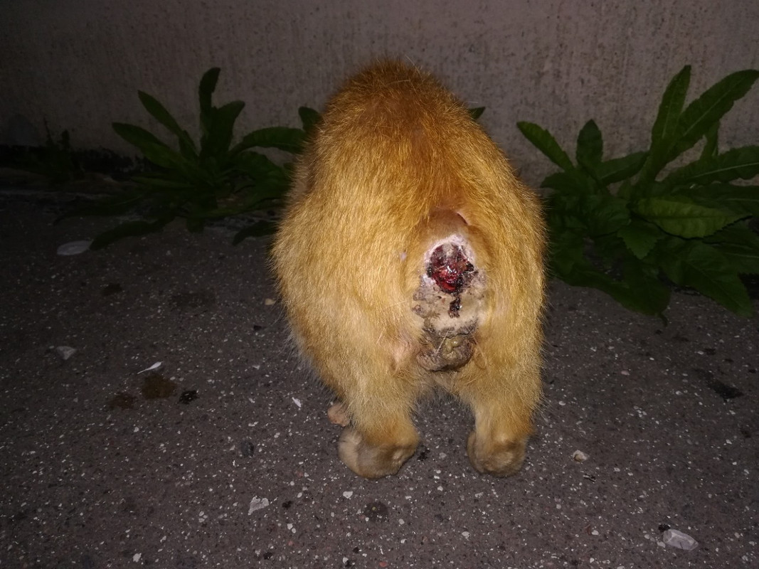 кот без хвоста2