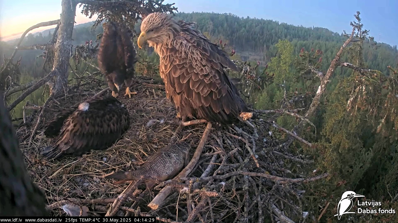 vlcsnap-2025-05-30-04h50m06s587