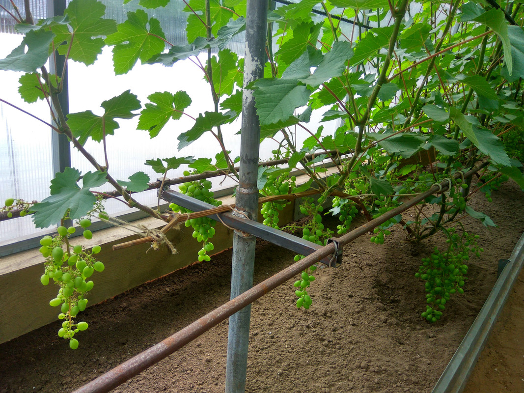 Супер Экстра (фото от 11.07.2018)