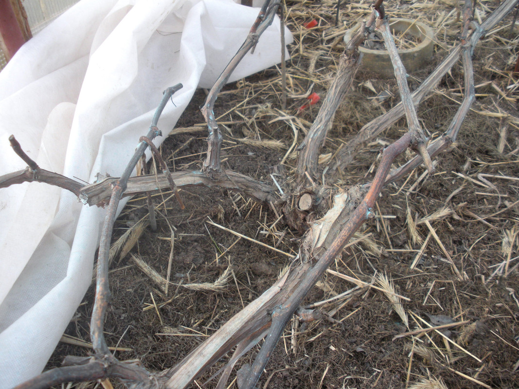 Состояние лоз-1 после зимовки в пк теплице, март 2019