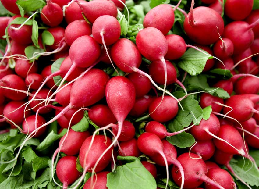 How to Grow Radishes in Pots